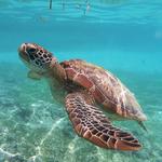 Sea Turtle, Inc.
