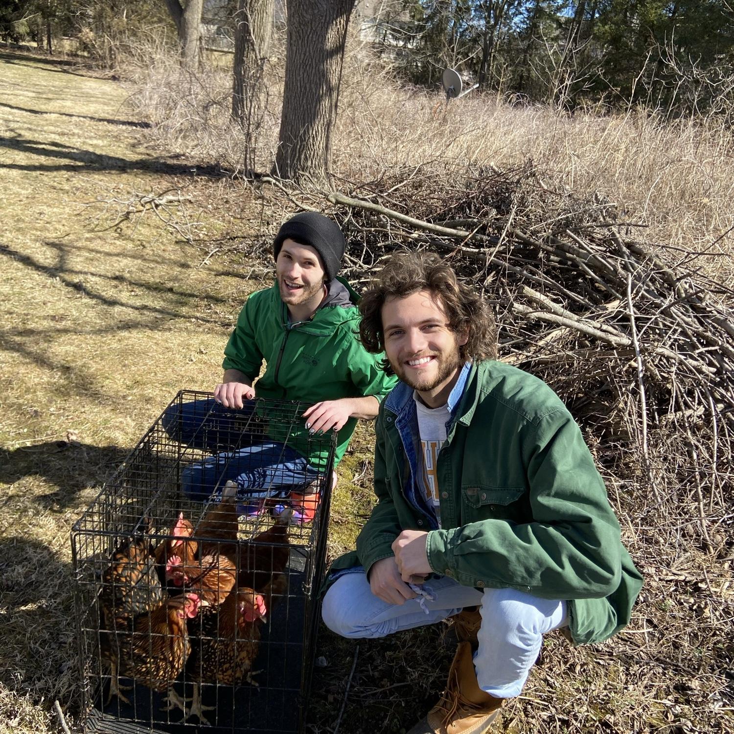 Our chickens Tsuki, Yoko, Heneth Paltrow & Meryl Cheep, March 2021.
