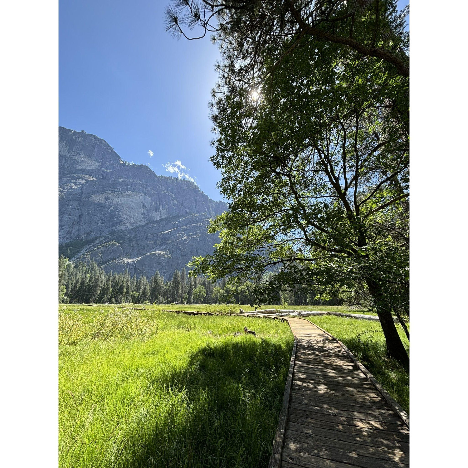 Sentinel Meadow
