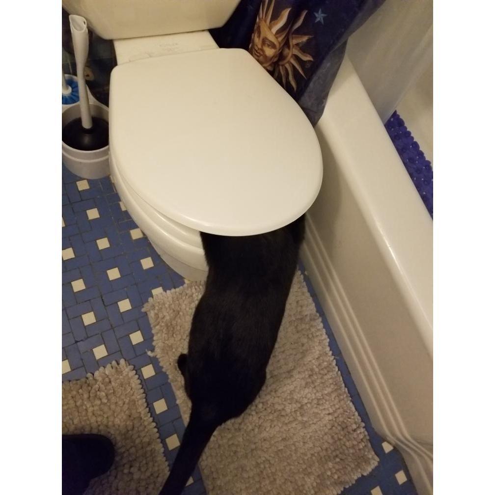 caught her hijinks!