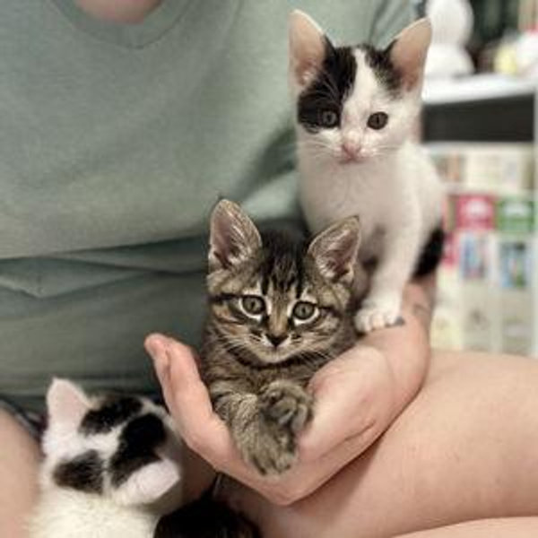 Donation to Japan Cat Network