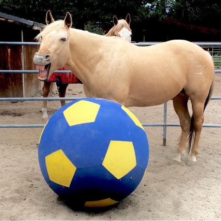 Jesse, the horse, will host the wedding at his place