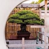 National Bonsai & Penjing Museum