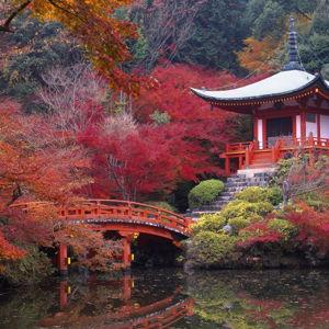 Japan Honeymoon Fund