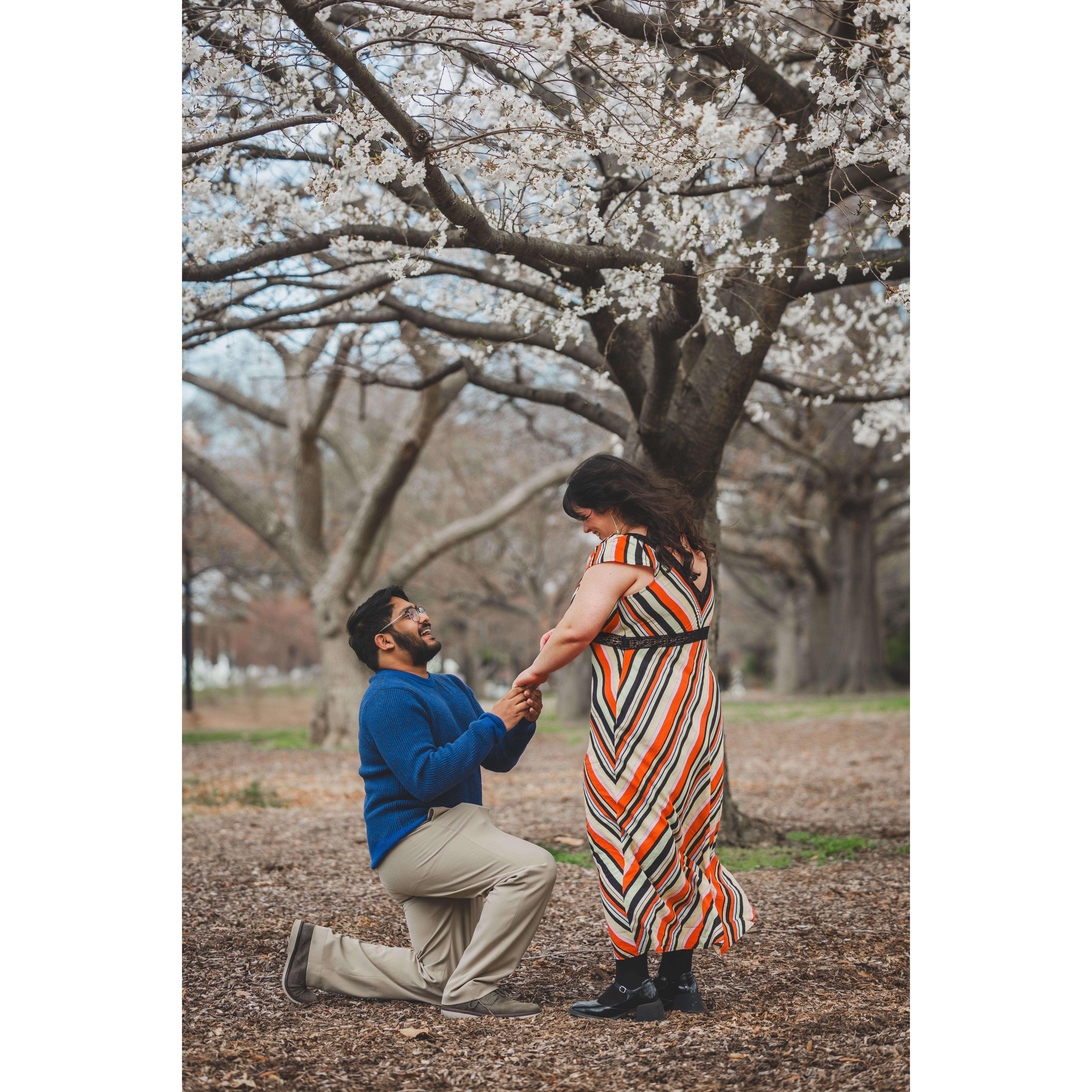 The moment Kushal proposed during cherry blossom season in DC.