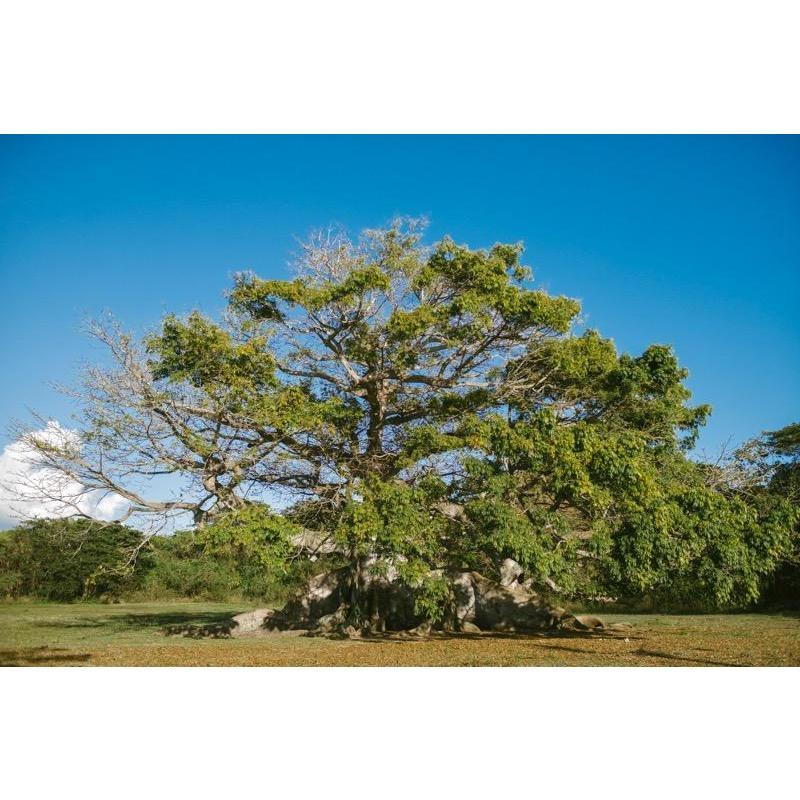 Vieques' beloved Ceiba Tree
