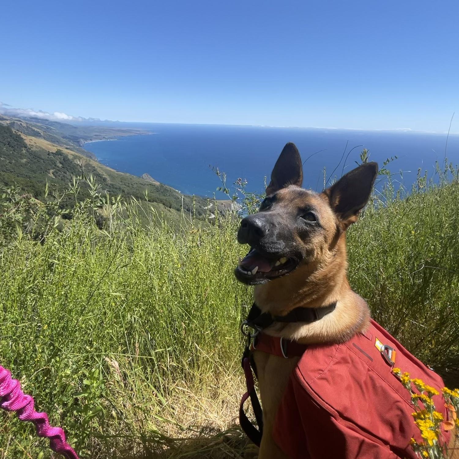 Our adventure buddy who always keeps us on our toes - Canela!
