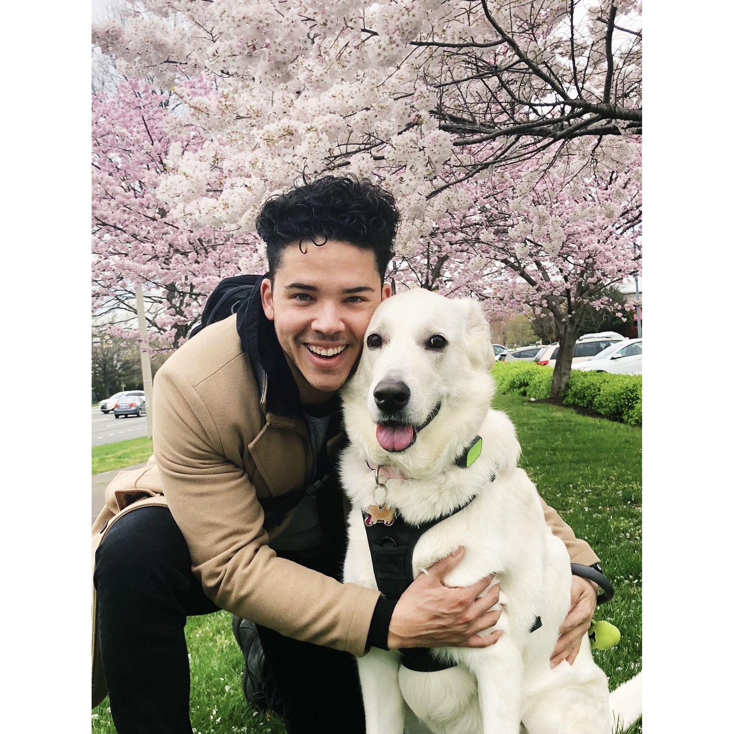 Cherry Blossom season in the DMV