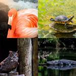 Ellie Schiller Homosassa Springs Wildlife State Park