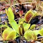Stanley Rehder Carnivorous Plant Garden at Piney Ridge Nature Preserve - Wilmington