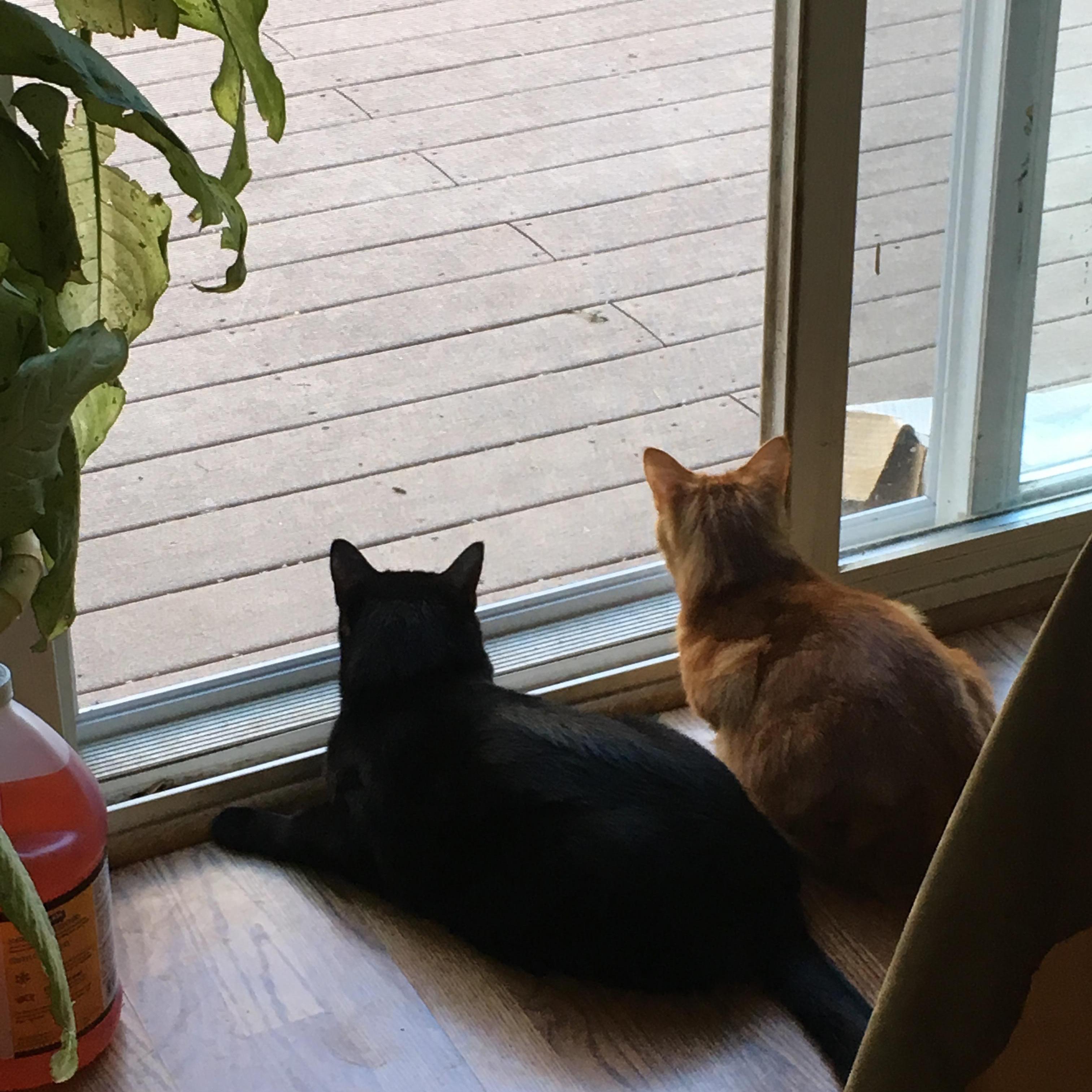 Kitties hunting birds and squirrels.