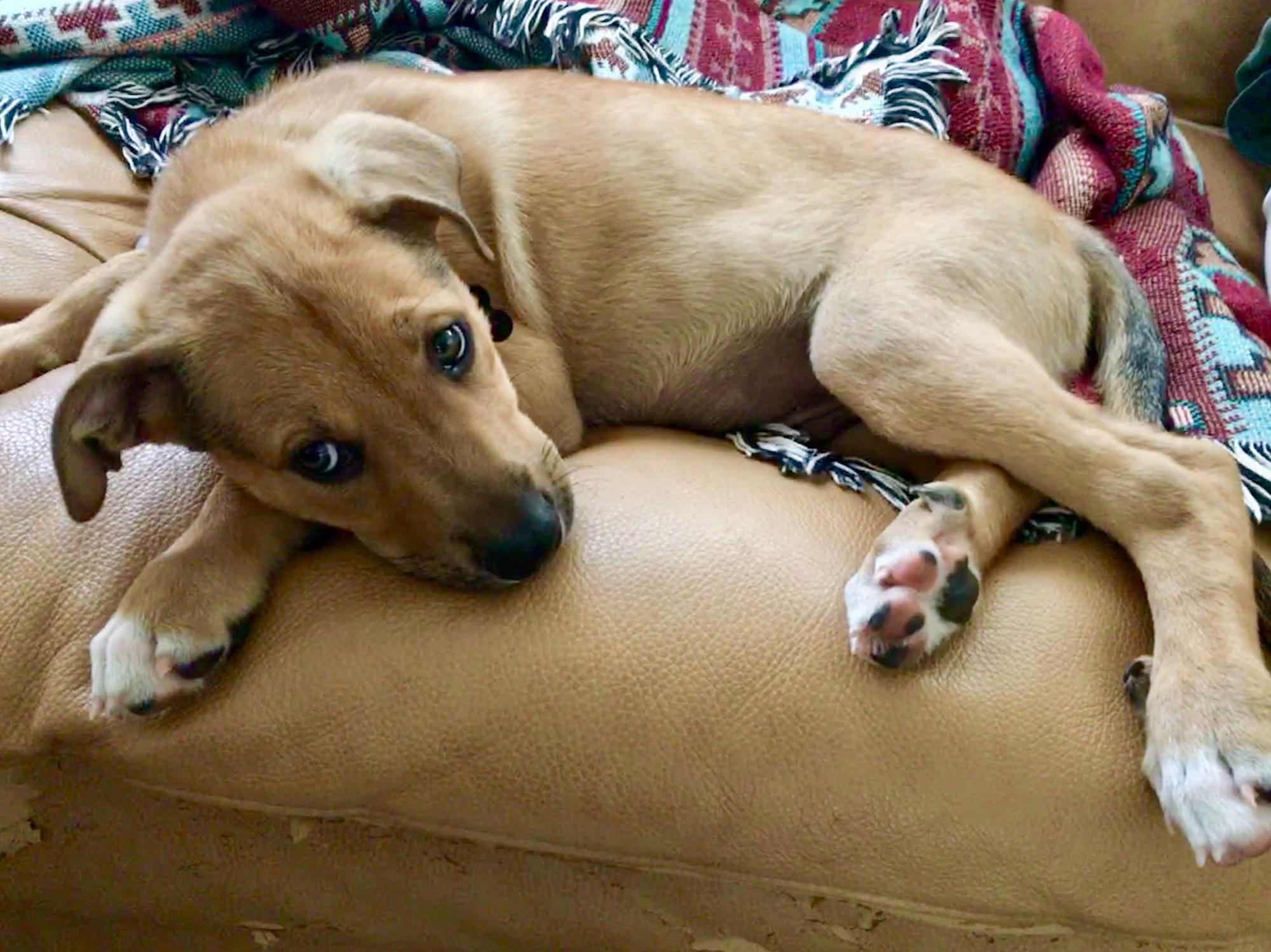 Baby Riggins