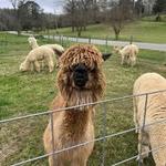 Rosie Mae's Alpaca Farm and boutique