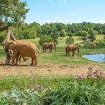 North Carolina Zoo