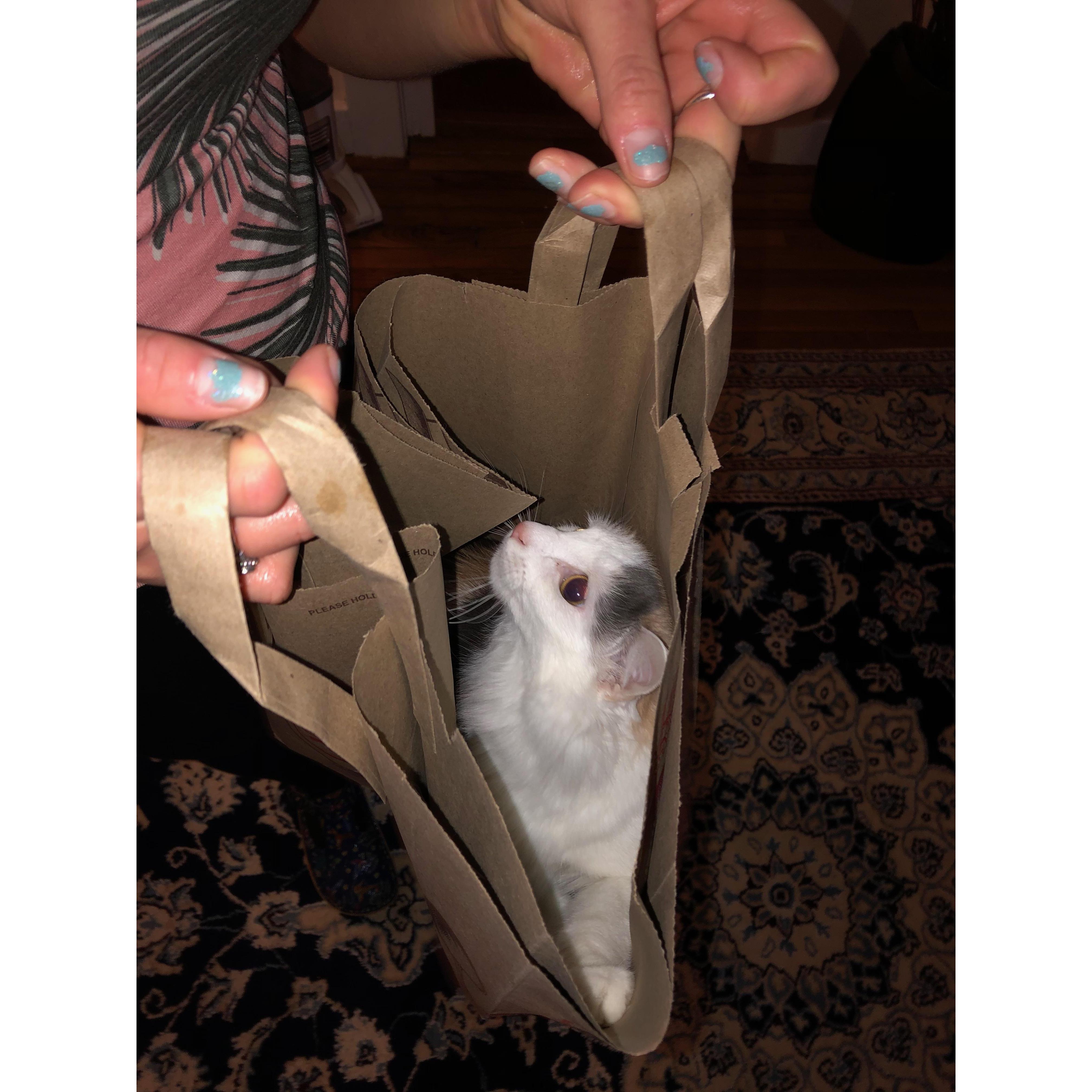 Who want a kitty 🐱 to go