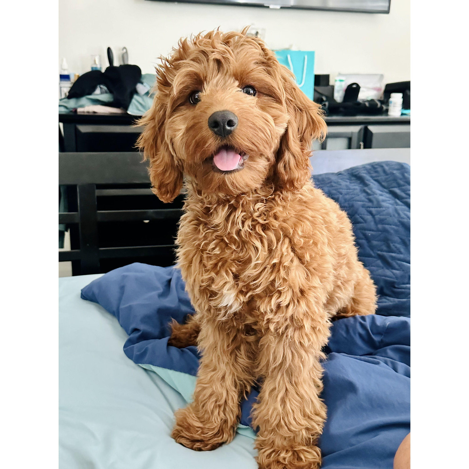 Baloo, the center of our universe!