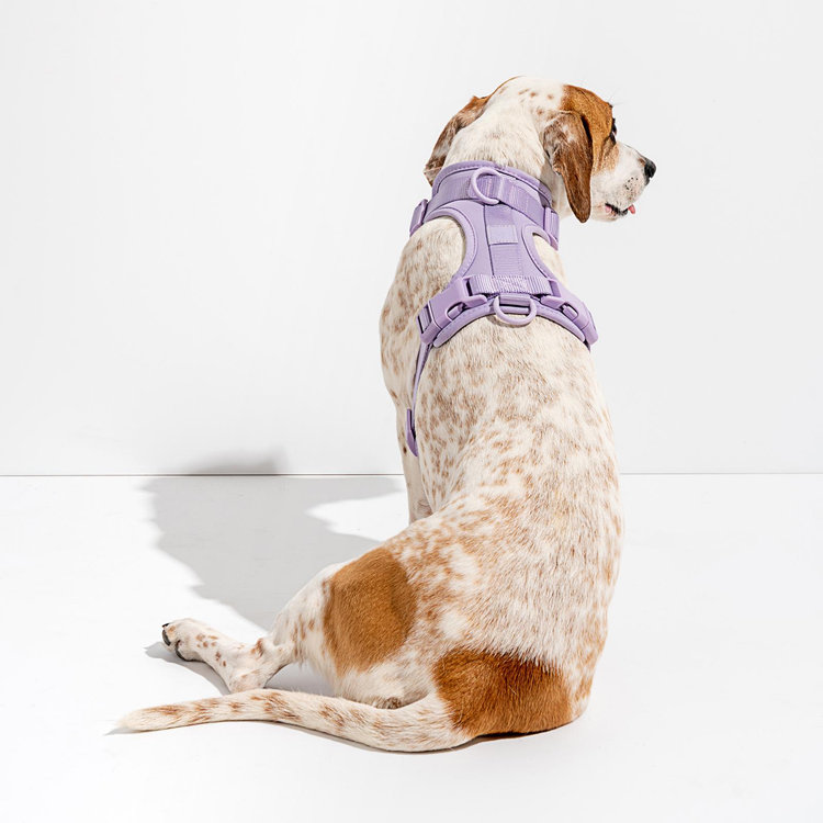 Wild One, Cushioned Dog Harness | Zola