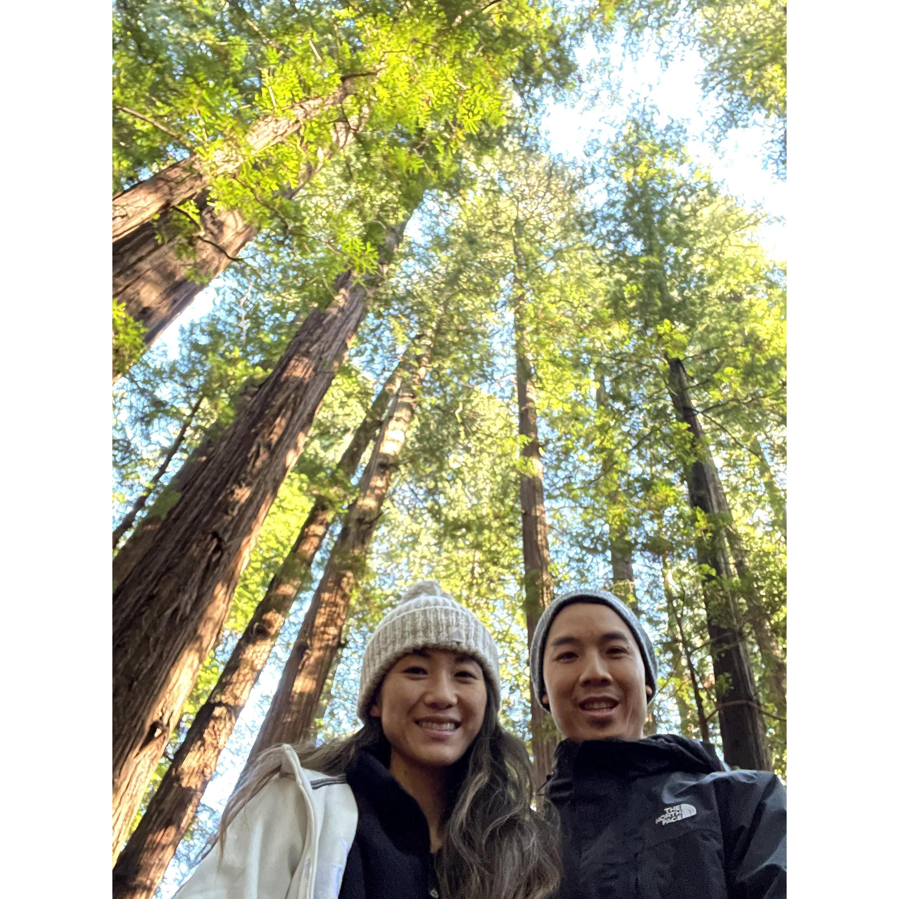 Redwood National Forest