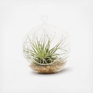 Air Plant Terrarium
