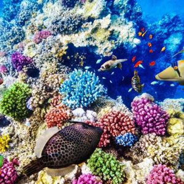 Exploring Great Barrier Reef Fund