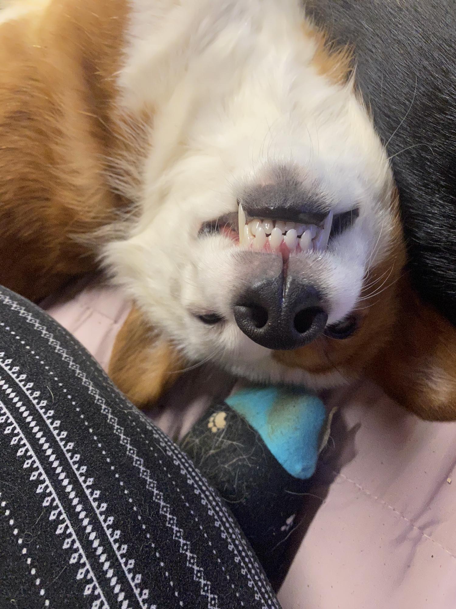 🐶😀Oaklynns Always Cheesing😀🐶