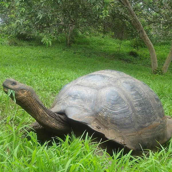 El Chato Giant Tortoise Reserve