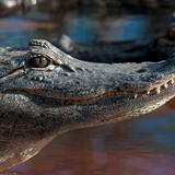 Everglades Alligator Farm