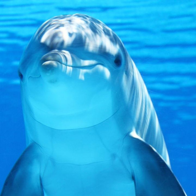 Dolphin Swim on our Honeymoon