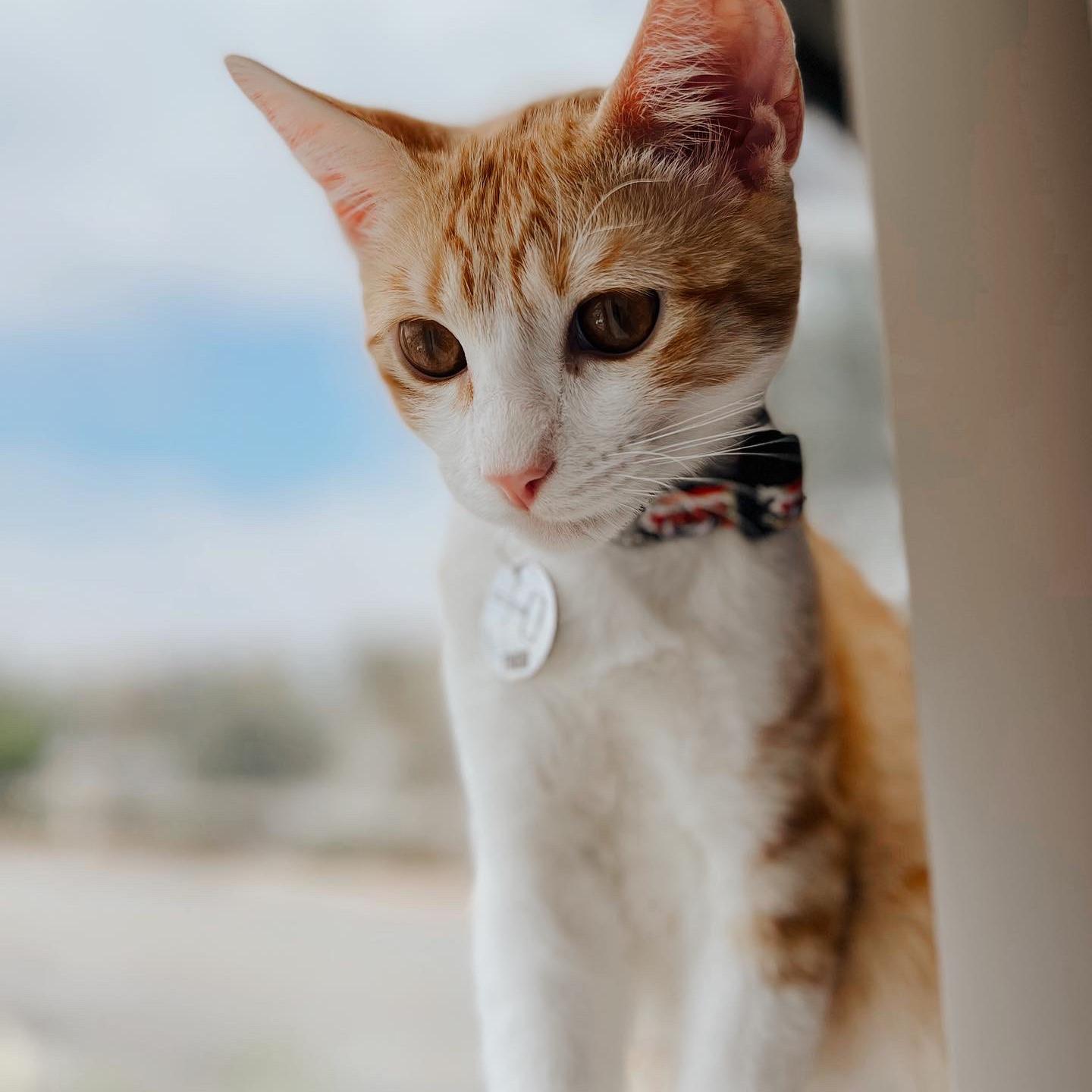 Our first baby, Thor. 2022 Nuestro primer bebe, Thor 2022