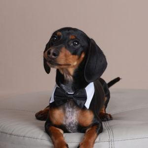 Our Pet Toy Fund
