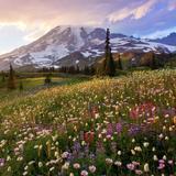 Mount Rainier National Park
