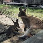 Columbian Park Zoo