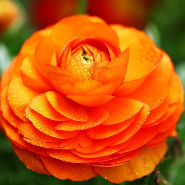 10PCS Mixed Color Yellow/Red/Pink/Purple/White MulticoloredRanunculus Bulbs Double Buttercups Spring Rose Bulb Wedding Flower Bulbs (10, Orange)