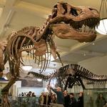 American Museum of Natural History
