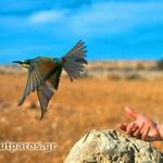 Nature and Wildlife in Paros
