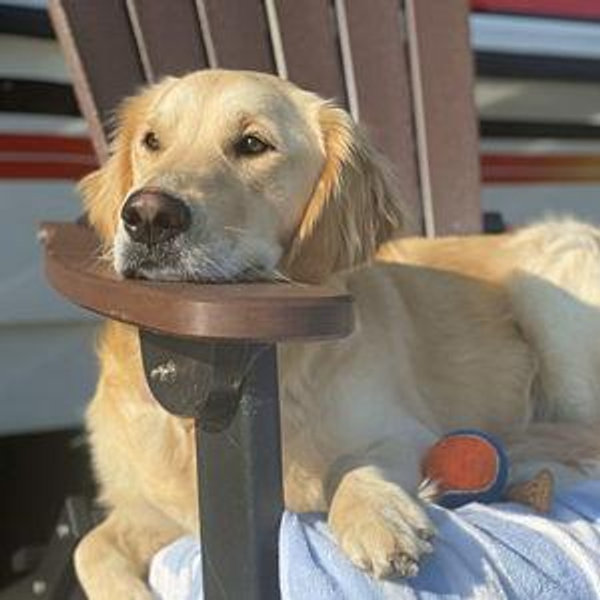 Winnie's Wedding Petsitter Fund