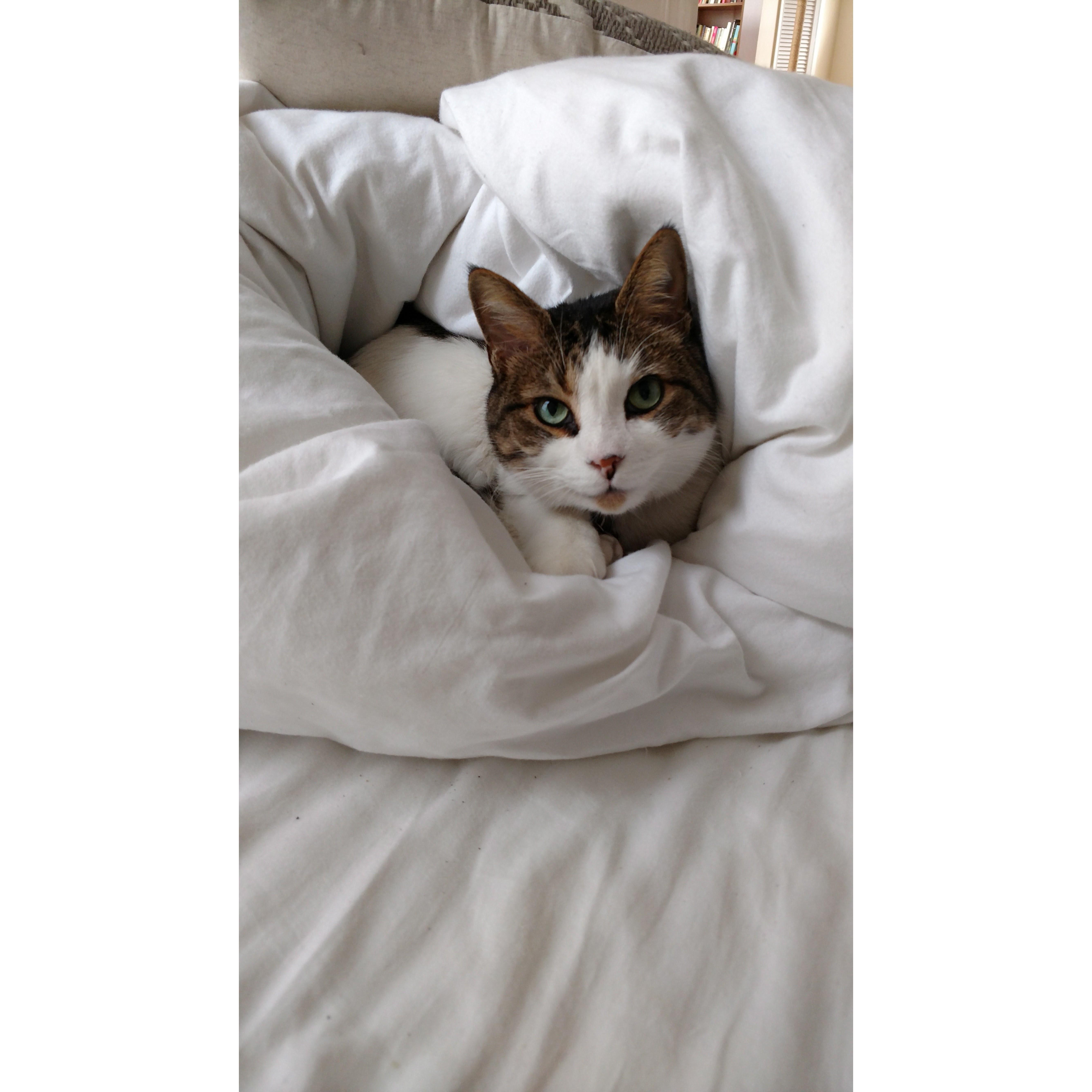 purr-ito