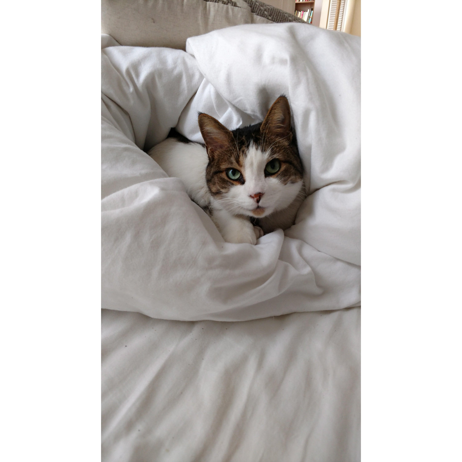 purr-ito