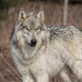 Wolf Mountain Nature Center