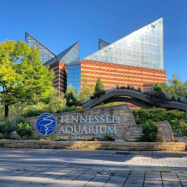 TN Aquarium passes for our honeymoon