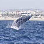 Whale Watch Cabo