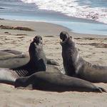 Go see the elephant seals