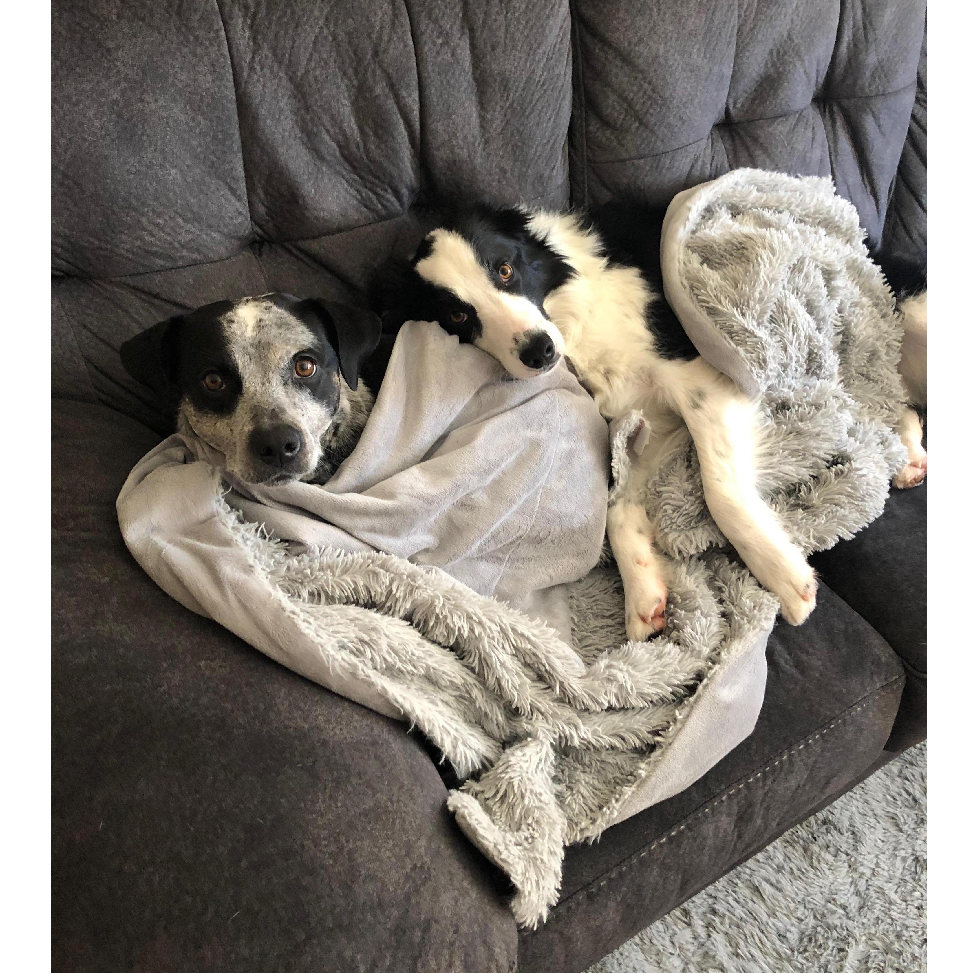 Daisy & Jax