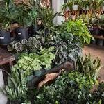Lichen or Knot Plant Company, LLC