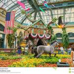 Bellagio Gardens / Fountain Show