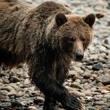 Guided fishing, hiking, and wildlife viewing