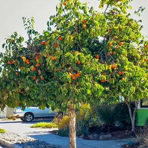 Hachiya Persimmon (1)