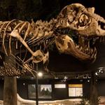 Museum of the Rockies