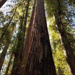 Armstrong Redwoods State Natural Reserve