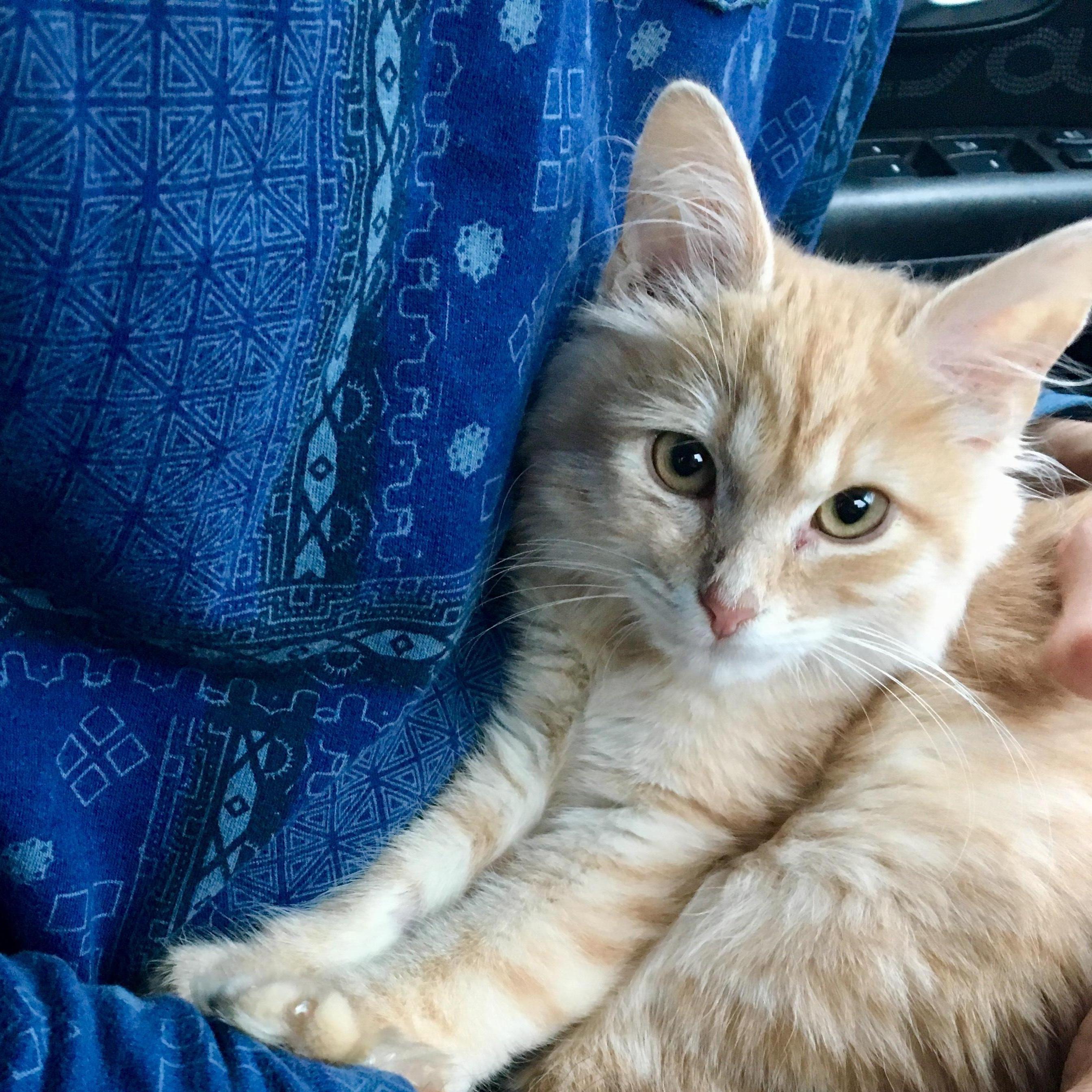 The day we brought Shuka home!